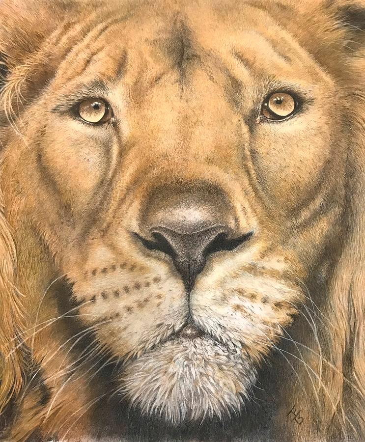 LIONS HEAD  PRINTS