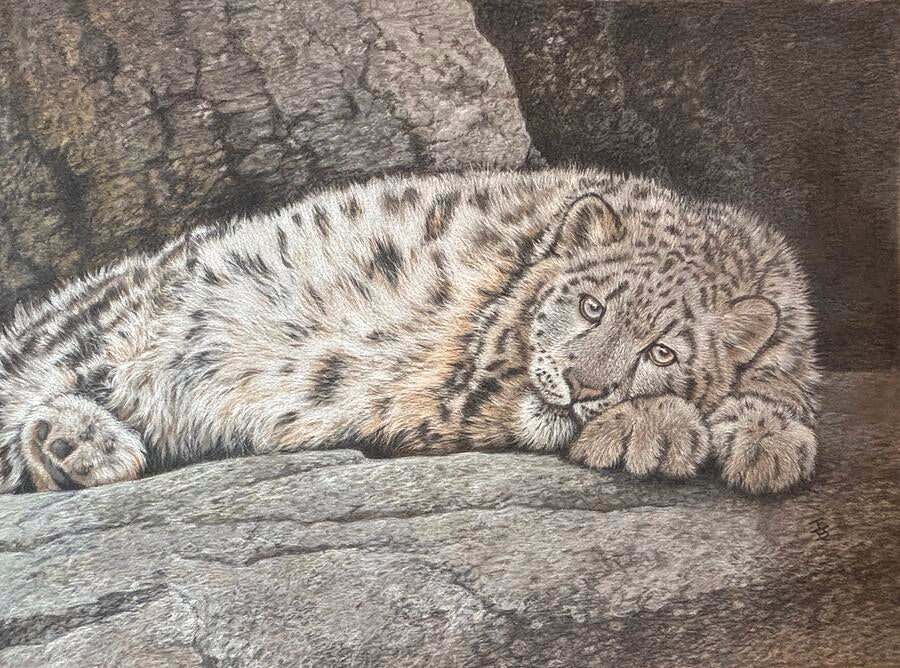 RESTING SNOW LEOPARD ( ORIGINAL)